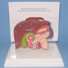 Modelo de anatomia médica do fígado humano e da vesícula biliar com base (R100107)